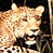 Animated contact sheet showing two frames of a tiger icon with visible text "CoolBuddy.com" on the right side against a blue background.