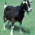 A static image divided into six showing a goat and text fragments on green, black, and gray backgrounds