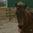 A pixelated image of a brown cow in a rural setting with blue background displaying text