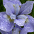 Static image of light purple hydrangea flowers with white highlights against a dark green background.