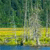 Static pixelated image of a forest scene with green trees, yellow grass, and blue water, rendered in low resolution with visible pixelation.
