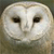 Animals icons for AIM, MSN, MySpace and Yahoo