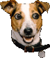 A dog's head with brown and white fur, black nose, and open mouth appears in four identical against a gray background