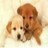 Two pixelated dogs with brown and white fur faces, one light-colored dog on the left and a darker brown dog on the right, both facing forward against a pale background.