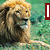 six lion images with overlaid text fragments in various colors and fonts