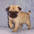 A pixelated image of a light brown pug dog standing on a gray background with the text "PUGS!" in bold black letters to its right.