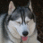 Pixelated close-up of a dog's face with light gray and white fur, dark eyes, black nose, pink tongue visible, ears upright against dark background.