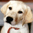 A static image of a light-colored dog with a red collar, positioned next to pixelated text phrases on a white background.