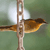 A static pixelated image shows a brown and tan object resembling a bird's wing or a curved leaf attached to a vertical pole with rectangular cutouts, set against a blurred green and white background.