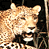 Two side-by-side pixelated animal faces in a contact sheet layout, left frame showing a spotted feline with closed eyes and right frame showing a lighter-colored feline with open eyes.
