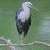 A pixelated bird with white and dark gray plumage stands on a light green background, next to bright green text reading 'Original Icons .com' in stylized font.