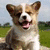 A small dog with brown and white fur sits on a stone surface, mouth open in a panting expression against a blurred green field background.