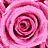 A contact sheet of 11 animated frames showing a repeating pattern of pink roses with white speckles on dark red centers, arranged in a grid layout with one gray transparency placeholder.