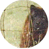 Circular icon shows a dog behind wire mesh, transitioning from side profile to front view with tongue out.