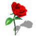 Red rose with green stem and leaves, gray shadow on white background; three of identical roses arranged in pattern