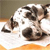 Pixelated static image of a dog with white and brown fur lying on a light surface, viewed from above in a close-up crop.