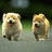 Pixelated dog with light brown fur and pink tongue appears in two side-by-side frames, one with a green text banner reading 'try look at them' across the lower portion.