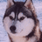A four- shows a husky dog's face with subtle expression changes , set against a light blue background