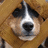 A pixelated dog face with brown and white fur appears on the left, next to pink background with red text reading "Peek a boo".