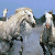 Two white horses stand side-by-side against a blue sky background with pink text reading 'Got SPIRIT?' on the right.