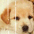 A 4-frame contact sheet of a golden retriever puppy's face in close-up, showing subtle animation changes across frames with consistent lighting and pose.