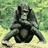 A pixelated image of a chimpanzee sitting with arms crossed against a blurred green background, next to three lines of white text on a solid green