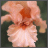 A static pixelated image of a light pink flower with darker orange-red center against dark green background.