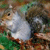 iconhell_prince_ian_squirelliconicon