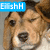 A dog's face with closed eyes appears in four , each showing slight variations in expression and background