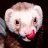 Pixelated close-up of a white ferret's face with brown patches on its head, dark eyes, and pink nose against a black background.