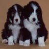Two black-and-white puppies with long fur sit side-by-side against a solid brown background, facing forward with alert expressions.