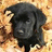A black dog with floppy ears lies on a bed of brown leaves, next to orange text reading IT'S HALLOWEEN TIME!!! against a black background.