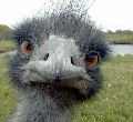 Close-up of an ostrich head with textured feathers, large eyes, and a broad beak against a blurred grassy background.