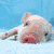 A pixelated image of a pig lying on its side with a blue background, accompanied by text overlays on a colorful gradient background.