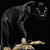 Six of a black panther in various poses with partial text overlays on a pixelated background
