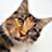 Static pixelated image of a cat's face with brown and black fur, visible eyes, nose, mouth, ears, and light background.