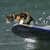 A cat rides a surfboard on water with splashes, while the right side displays 'Surfer Kitty' text on blue and gray backgrounds.