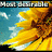A sunflower with yellow petals and brown center against blue sky background, text changes across four