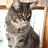 A gray tabby cat with dark stripes sits in a white frame against a brown background, its head turning from left to right across four sequential views.