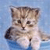 Pixelated image of a light brown tabby kitten with darker stripes, dark eyes, and a small nose, positioned against a light blue background.