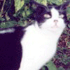 Six distinct cat images arranged in a , each showing different cats with varied expressions and backgrounds