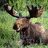 Animated sequence of a moose in various poses and backgrounds, including a cartoon deer and a purple text display.