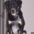 A small dog with black, white, and tan fur sits in a metal cage-like structure against a light gray background.