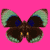 Five identical butterflies with brown bodies and green-blue wings on a bright pink background, arranged in two with one empty space