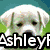 Six dog-themed images arranged in a with overlaid text, each showing different dogs and expressions