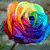 Rainbow-colored rose with swirling petals, rainbow peace symbol on black background, and rainbow pencil burst on gray background.