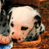 Animated contact sheet showing two frames of a baby panda in an orange basket with blue background text "CoolBuddy.com" on the right side.