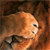 Animals icons for AIM, MSN, MySpace and Yahoo