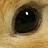 A close-up of a dog's eye with light brown fur surrounding it, next to blue pixelated text reading 'I'm watching u' on black background.