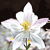 A static pixelated image of a white flower with yellow center and light purple accents on petals against dark background.